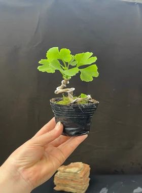 银杏盆栽室内客厅办公室桌面绿植花卉四季常青好养活易活植物