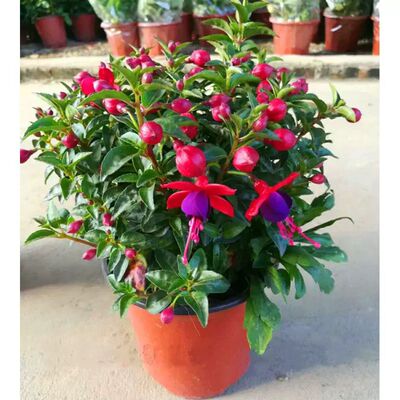 倒挂金钟盆栽带花苞四季开花植物室内阳台好养花卉绿植灯笼花