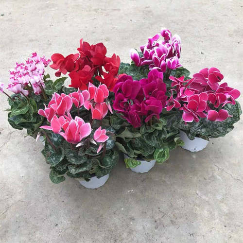 精选仙客来带花发货颜色齐全好养