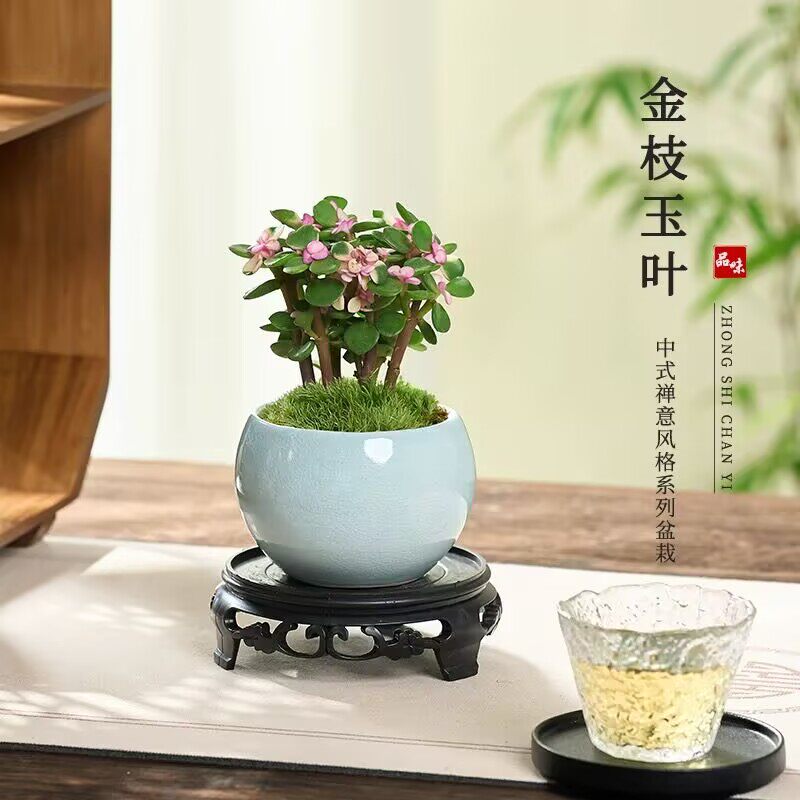 金枝玉叶盆栽多肉植物多肉盆景水培土培办公室桌面花卉小绿植图片