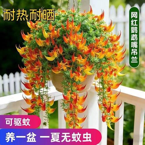 绿丝绦鹦鹉嘴吊兰盆栽耐热耐晒