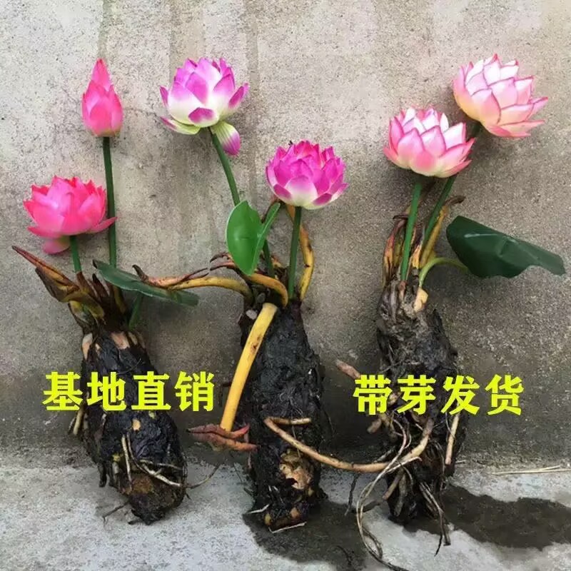 绿丝绦睡莲水培植物水养花卉睡莲碗莲根块藕苗荷花根块四季好养
