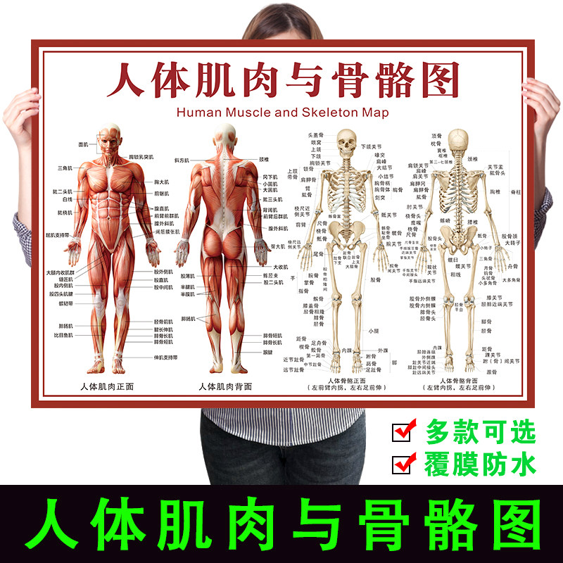 人体骨骼结构图肌肉分布