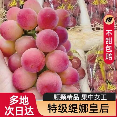 【特级果】陕西妮娜皇后葡萄新鲜水果孕妇无籽礼盒装红提生鲜馆