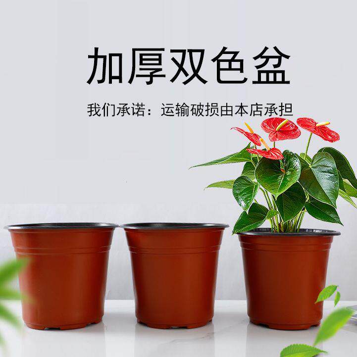 优质双色盆育苗杯简易花