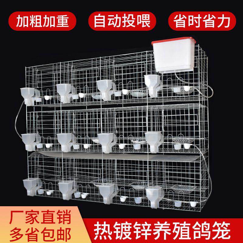 鸽子养殖专用笼种鸽配对