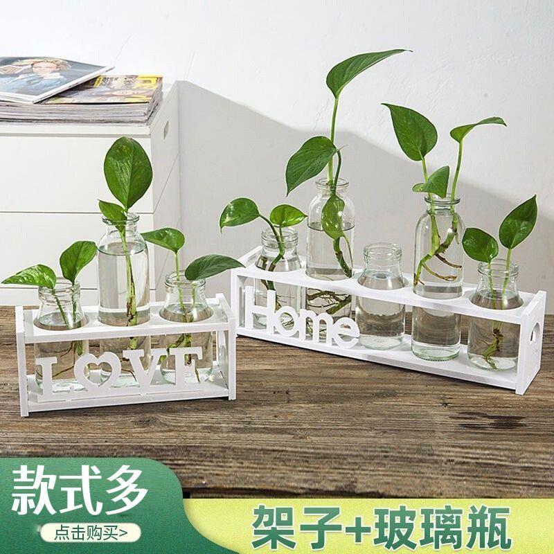 水培小花瓶创意玻璃绿萝