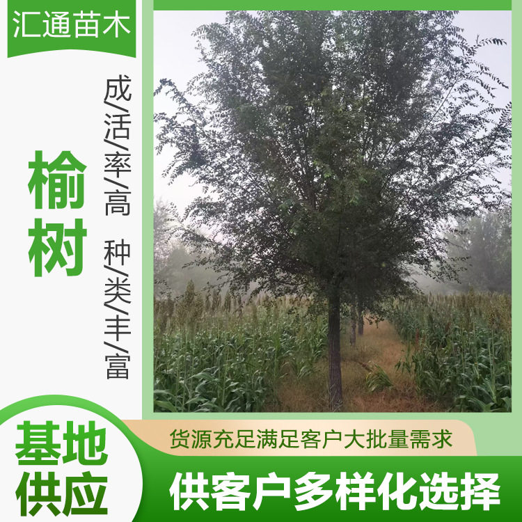榆树白榆工程绿化行道树榆树园林四季种植庭院观赏行道树榆树