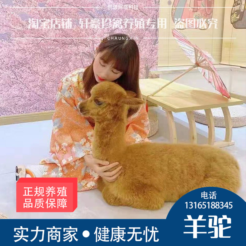 极速纯种羊驼活物羊驼宠物活的风景区观赏迷你萌R宠羊驼幼崽活物