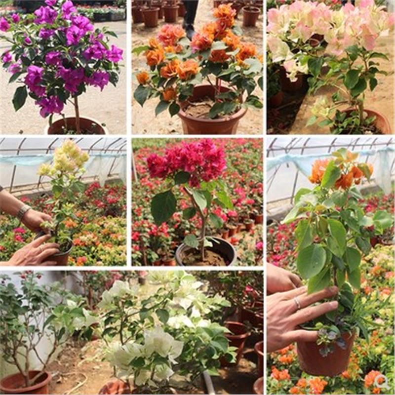 多色嫁接三角梅盆栽带花三角梅勤花品种老桩室内花卉植物四季开花