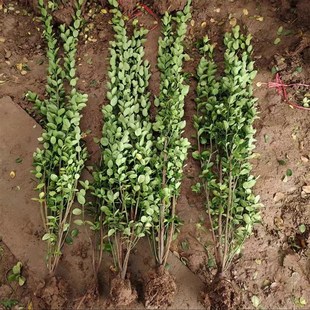 丛生北海道大叶黄杨树苗冬青工程绿化四季常青不落叶适用庭院围墙