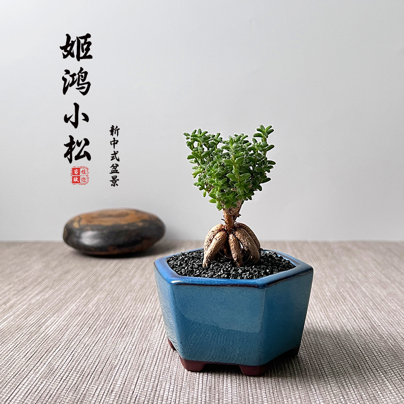 姬红小松多肉植物新中式室内办公室盆栽客厅新奇好养开花块根盆景