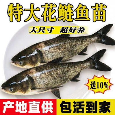 花鲢鱼苗大头鳙包活胖黑