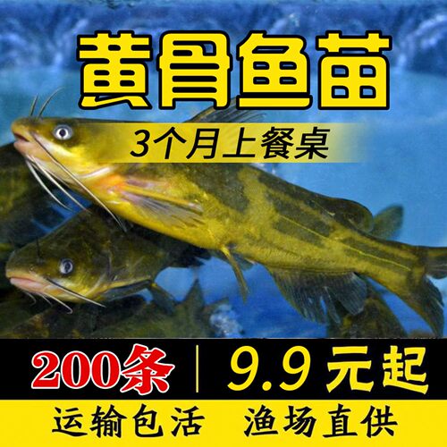 杂交黄骨鱼苗全雄黄辣丁