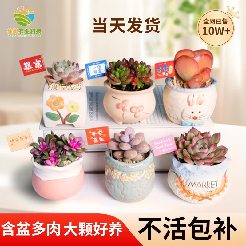 多肉植物小盆栽大颗好养栽好发货室内办公桌玉露桃蛋花盆仙人球