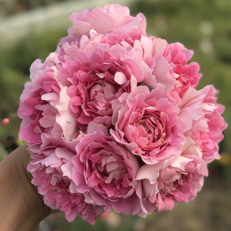 庭院藤本盆栽梦幻波浪 梦幻褶裙玫瑰月季花苗阳台植物 四季开花