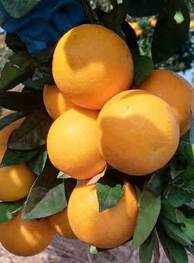 湖南麻阳冰糖橙9斤湖南橙子应当季水果新鲜现摘果冻橙冰糖橙包邮