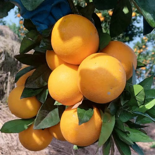 正宗麻阳冰糖橙9斤新鲜现摘果