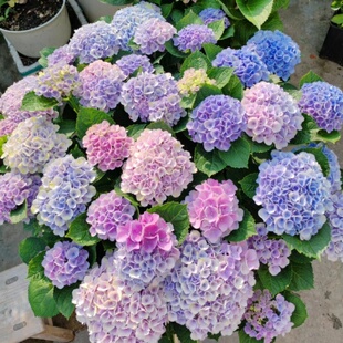 玉锻新品魔幻海洋革命大花绣球魔幻系列庭院阳台露花卉植物盆栽苗