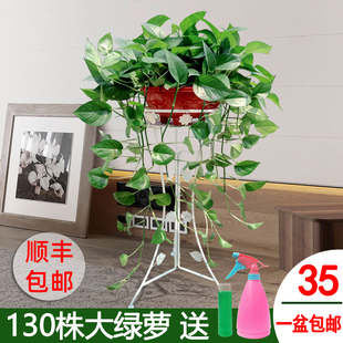 吸除甲醛大叶绿萝盆栽植物室内大盆四季 大型长藤垂吊绿箩客厅特大