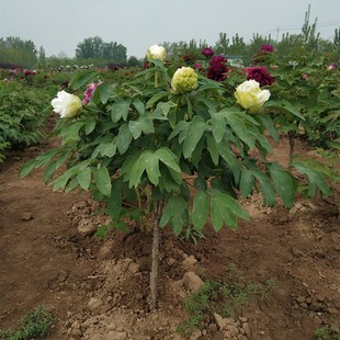 独杆树桩牡丹大苗菏泽牡丹花苗正宗观赏重瓣绿植别墅庭院花园植物