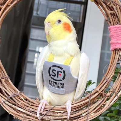 鹦鹉牵引绳马甲小肚兜鸟飞行绳玄凤衣服牡丹虎皮外出遛鸟抱婴袋