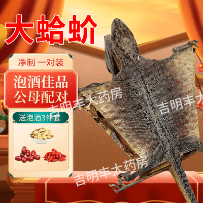 官方旗舰店进口大蛤蚧中药干货大壁虎野生蛤介粉泡酒公母一对正品