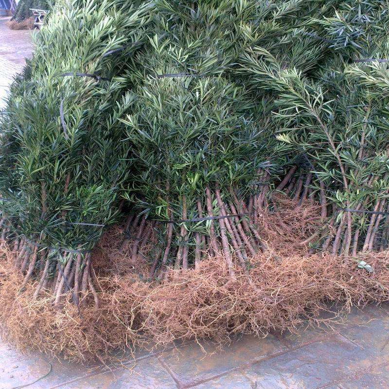 罗汉松树苗盆景庭院绿化四季常青植物大叶雀舌室内造型带土盆栽苗