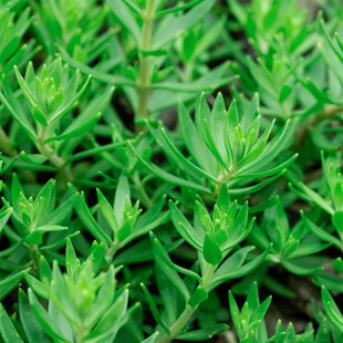 农村垂盆草新鲜泡茶可食用降转氨酶中药材养肝护肝现挖新鲜包活