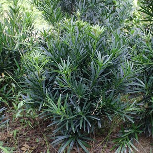 罗汉松球雀舌罗汉松树苗盆景小叶罗汉松造型圆叶珍珠别墅庭院绿化