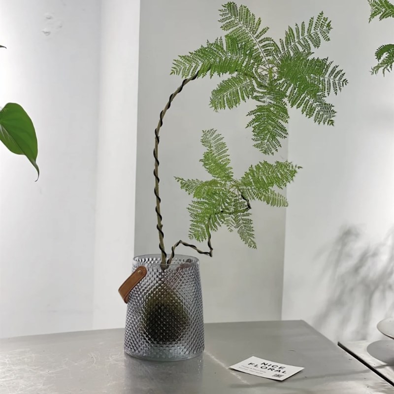 蓝花楹树苗盆栽客厅阳台办公室内外造型绿植盆景庭院观叶植物好养