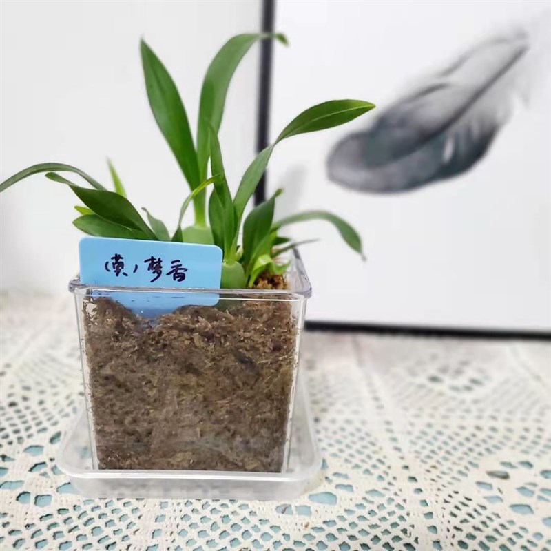 亚克力塑料方形透明花盆带底孔桌面创意水培绿萝蝴蝶兰洋兰花盆