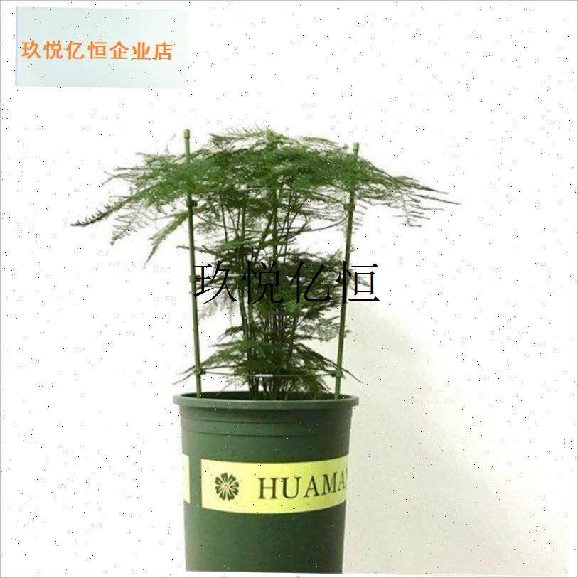 架花的支撑杆花爬藤架文竹花架绿萝固定蟹爪R莲欧月植物攀爬架,