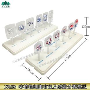 植物细胞有丝分裂模型动物细胞减数分裂模型动植物细胞有丝分裂