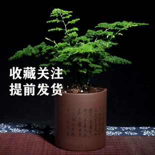 唐山矮生云竹文竹云松竹办公室内好养绿植桌面小盆栽包邮