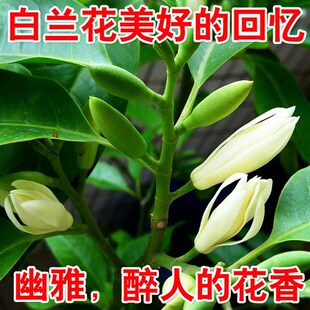 嫁接黄桷兰树苗 黄兰花苗 白兰花盆栽 浓香 庭院室内盆栽花卉带花