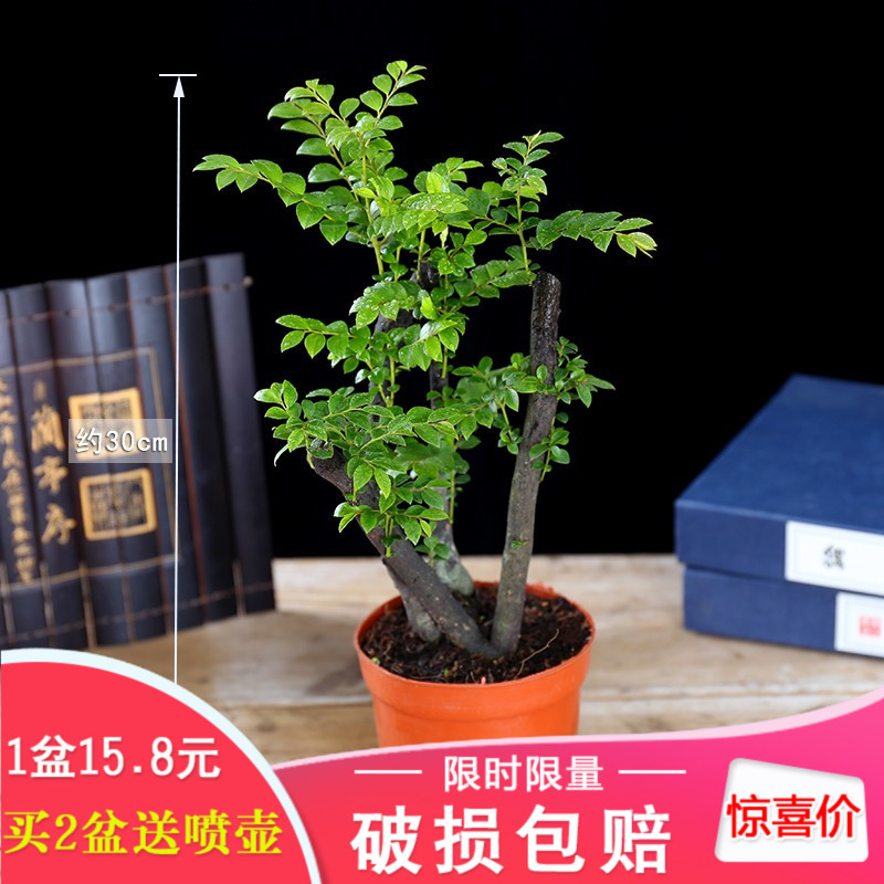 小叶紫檀盆景净化空气盆栽植物室内黑骨茶绿植四季常青办公室盆栽