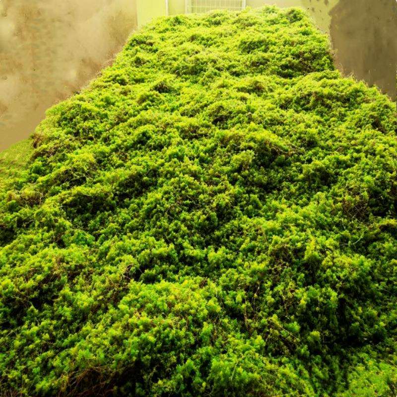 仿真永生苔藓青苔草坪商场墙贴花墙植物墙盆景盆栽橱窗花艺一件批