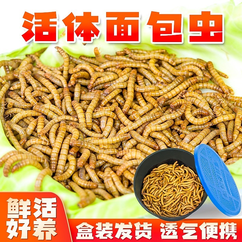 面包虫活虫黄粉虫鲜活体喂鸟乌龟仓鼠龙鱼食饵料守宫蜥蜴饲料包邮