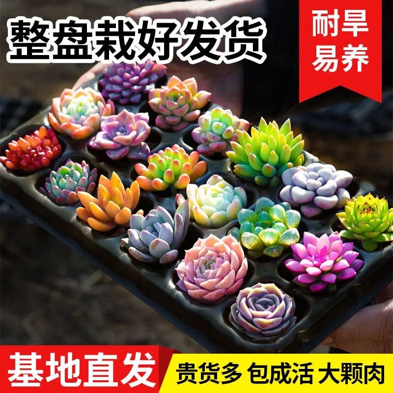 多肉植物室内小盆栽生石花玉露肉肉花卉桃蛋艾伦懒人绿植精品好养