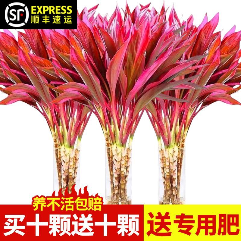 紫竹鸿运当头富贵竹水培植物粗杆带根客厅招财竹子室内好养活花卉