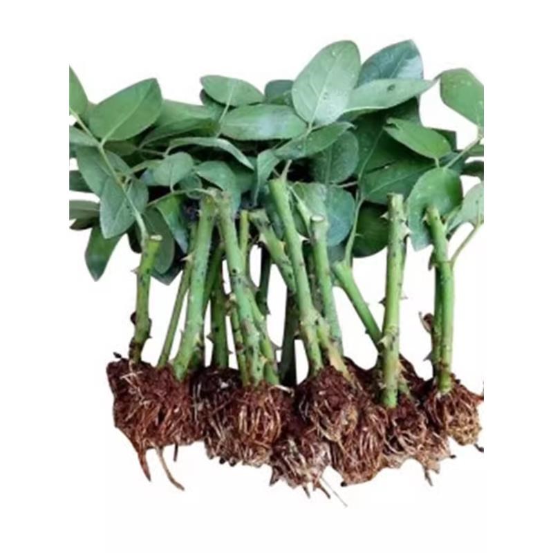 12.8元10棵玫瑰花苗月季扦插小苗室内外四季开花浓香花卉观花盆栽