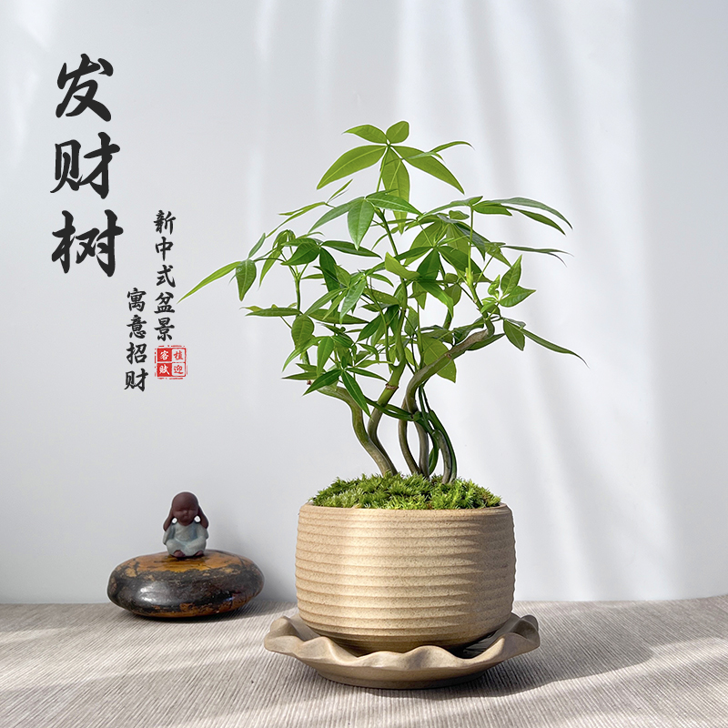 发财树盆景苔藓绿植室内客厅新中式盆栽四季常绿新奇植物茶桌摆件