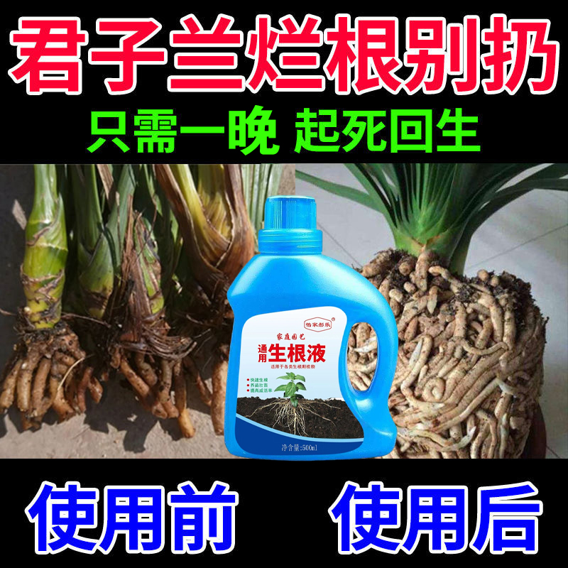 君子兰烂根药根腐病黄叶枯不开花死根促生根壮苗君子兰专用生根液