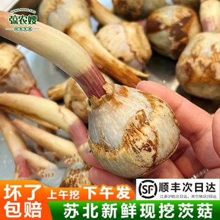 顺丰包邮新鲜茨菇水培鲜莲藕水仙花水培鲜莲藕水仙花现挖野地栗