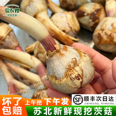 顺丰包邮现挖茨菇弶农嫂