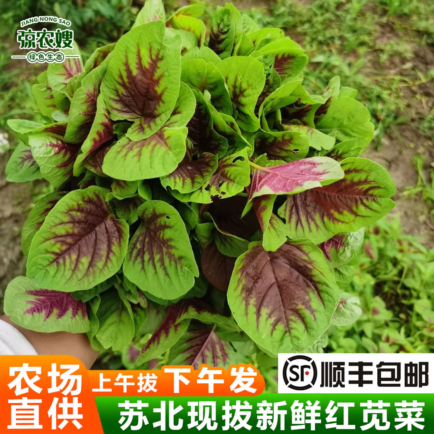 红苋菜新鲜苋菜红米苋农家自种野菜紫苋菜汉菜鲜嫩当季时令蔬菜,水产肉类/新鲜蔬果/熟食,叶菜类,淘宝优惠券,粉丝福利购,淘宝优惠卷