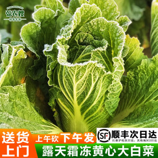 顺丰包邮霜冻大白菜新鲜蔬菜农家自种露天现砍白菜火锅菜