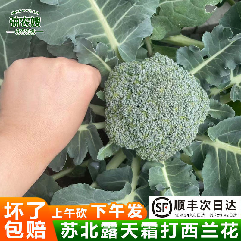 顺丰包邮苏北农家自种西兰花新鲜现摘西蓝花绿花菜青花椰菜菜花