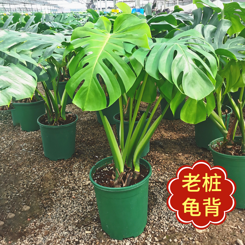 老桩龟背竹巨叶观叶植物室内客厅盆栽卧室绿植盆景净化空气吸甲醛